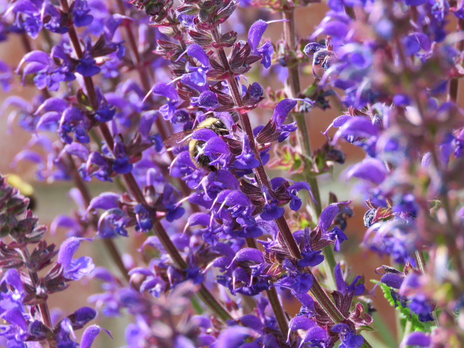 Canon PowerShot SX60 HS sample photo. Purple, flower, nature photography