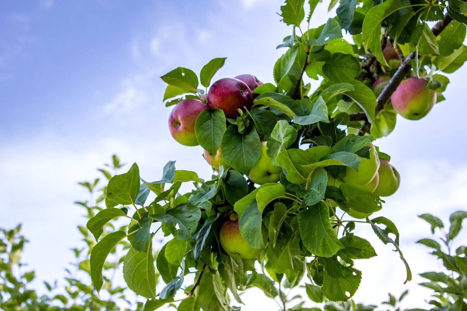 Canon EF-S 18-55mm F3.5-5.6 IS sample photo. Apple, tree, sky photography
