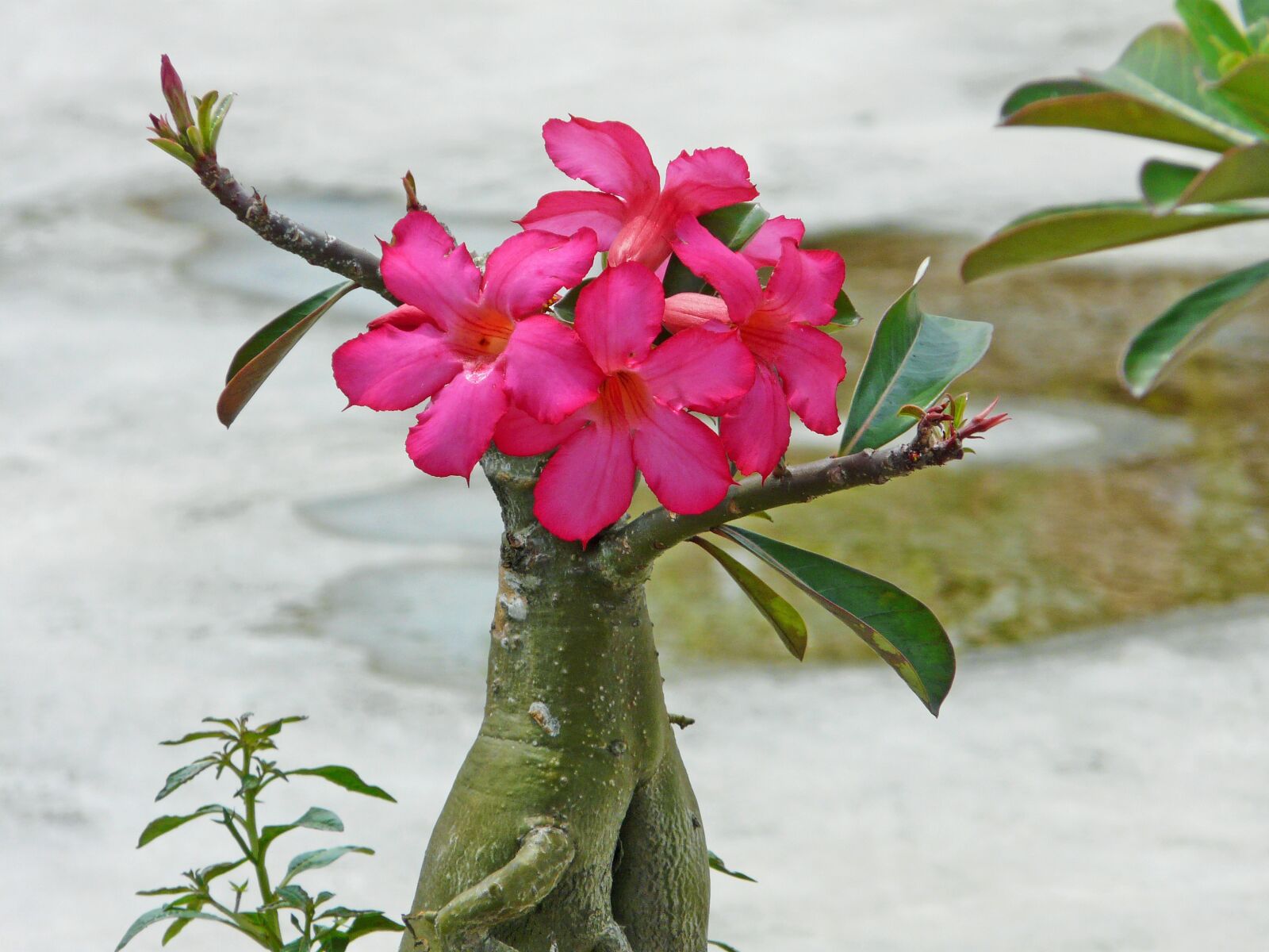 Panasonic DMC-FZ18 sample photo. Pink, red, beautiful photography