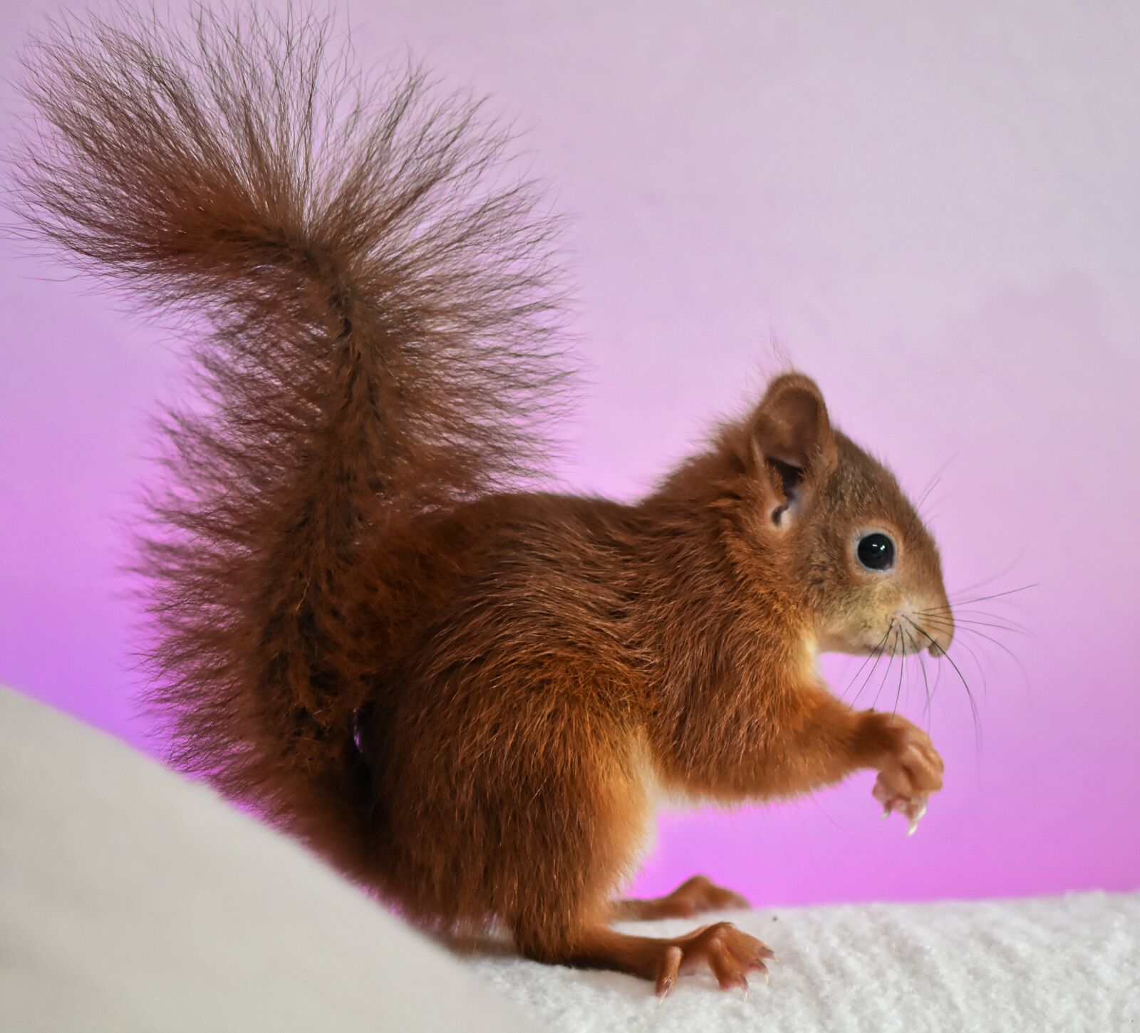 Nikon D7200 sample photo. Squirrel, young animal, small photography