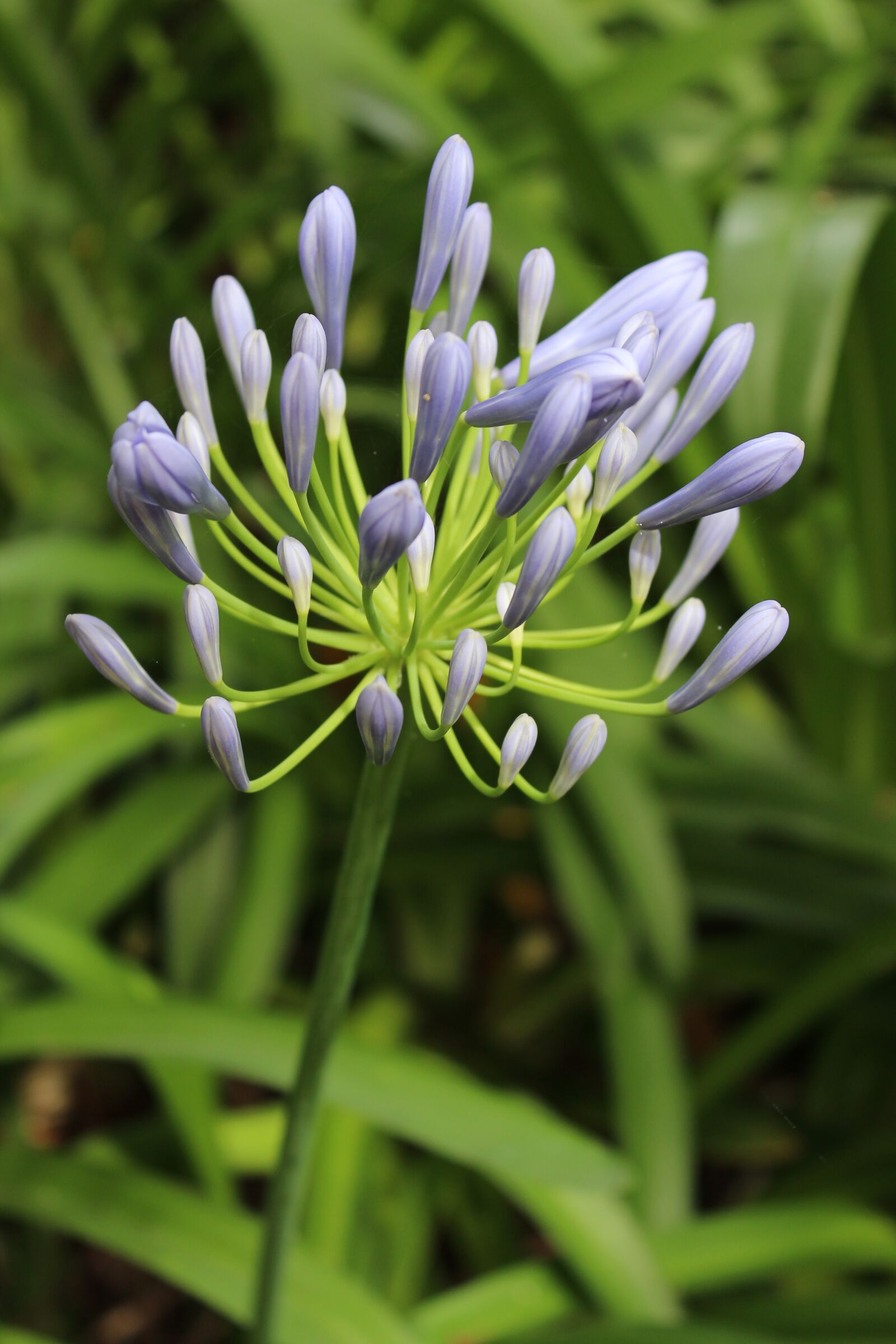 Canon EOS 600D (Rebel EOS T3i / EOS Kiss X5) sample photo. Agapanthus, flower, plant photography