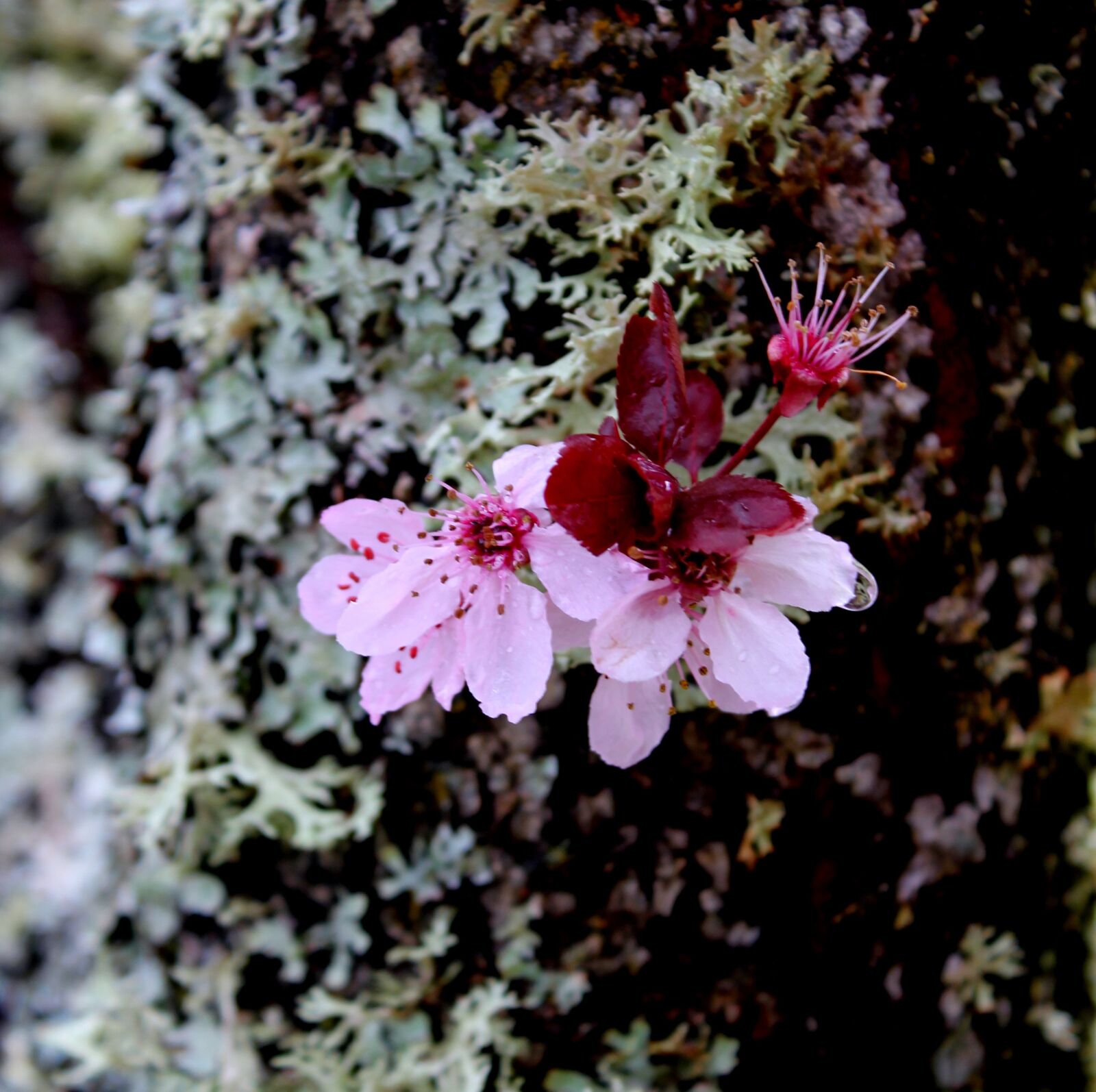 Canon EOS 550D (EOS Rebel T2i / EOS Kiss X4) sample photo. Cherry, flower, branch photography