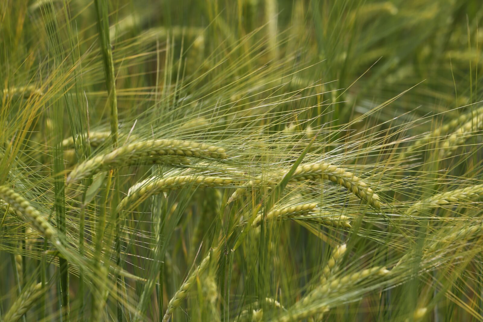 Canon EOS 6D + Canon EF 70-300 F4-5.6 IS II USM sample photo. Barley in wind, green photography