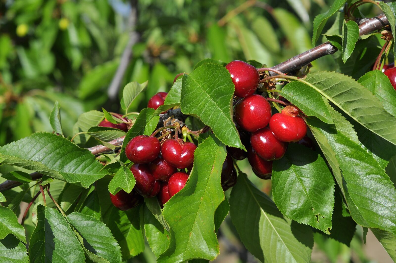 Nikon D90 sample photo. Cherry, leaves, tree photography