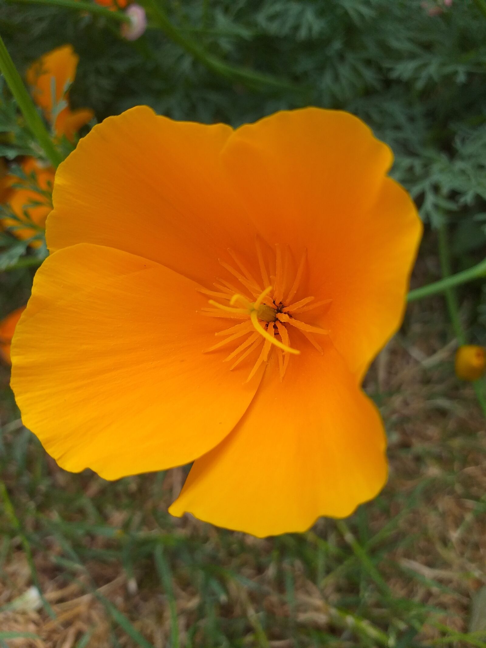 Samsung Galaxy J4+ sample photo. Orange flower, flower, nature photography
