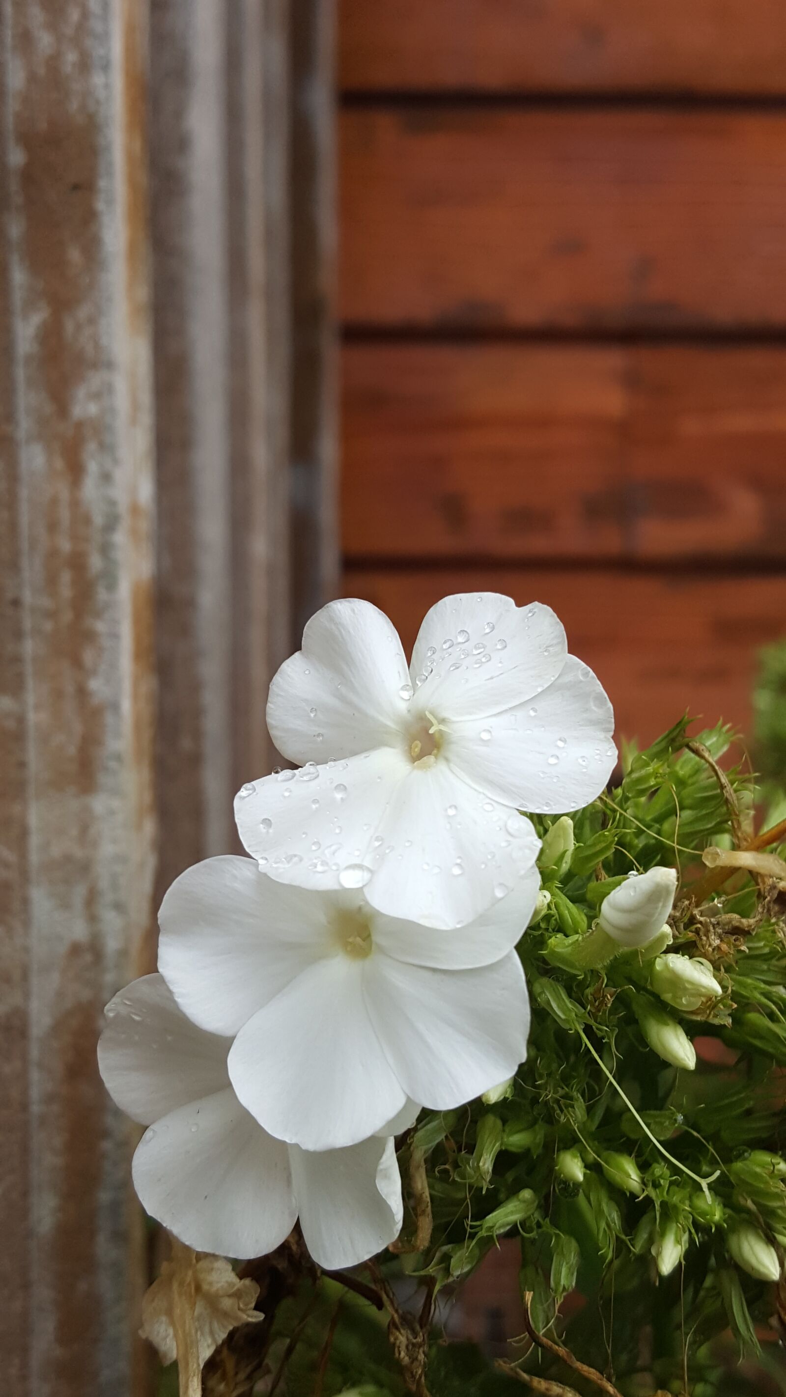 Samsung Galaxy S6 sample photo. Blossom, white phlox, raindrops photography