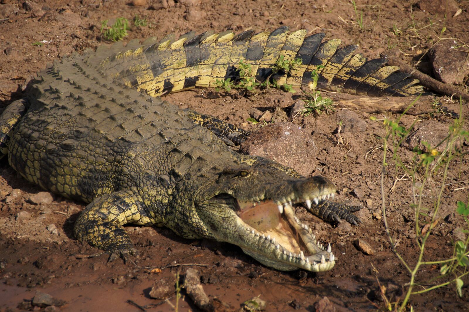 Sony SLT-A37 sample photo. Botswana, crocodile, the chobe photography