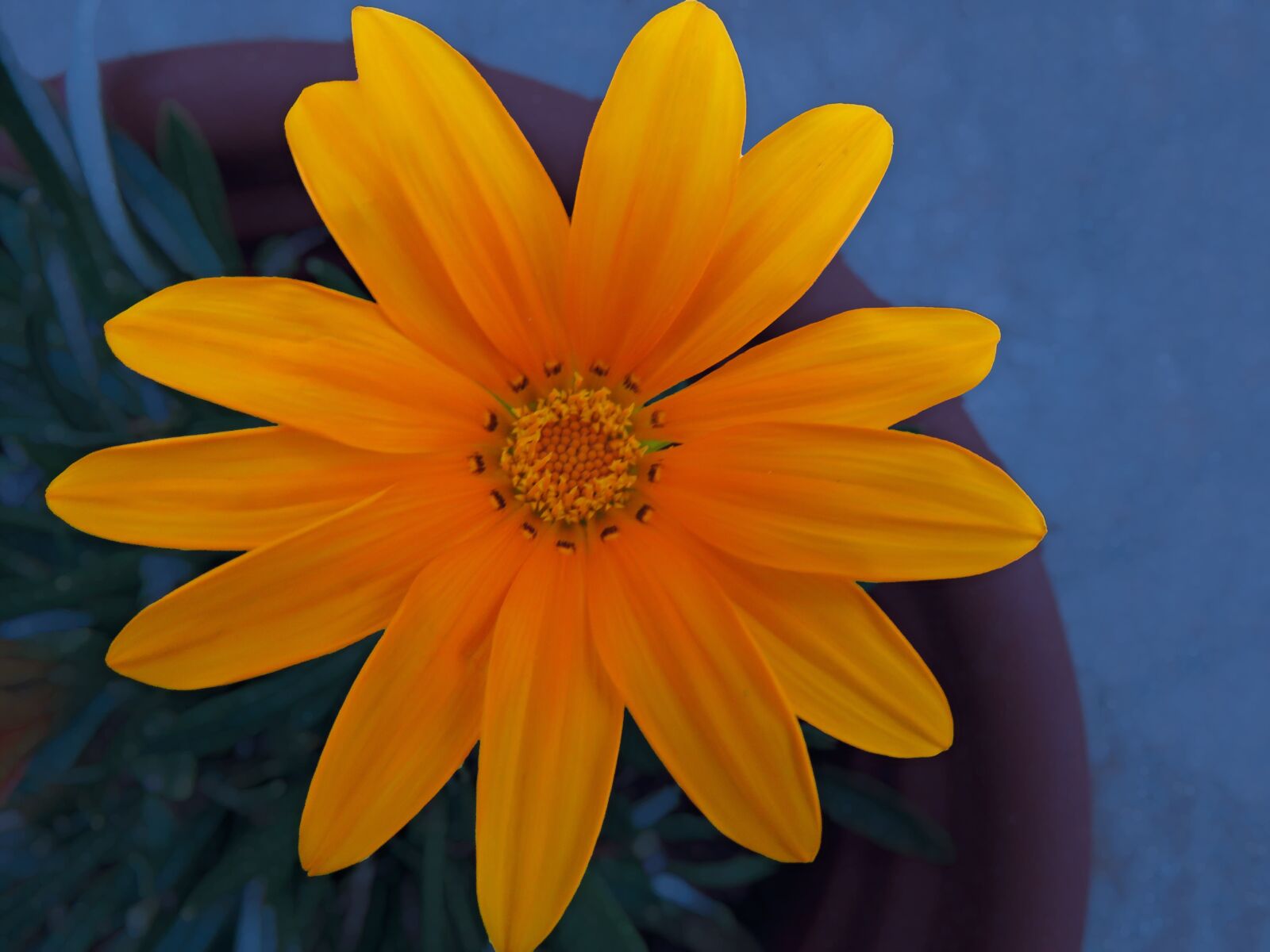 Canon PowerShot SX60 HS sample photo. Flower, blossom, petals photography