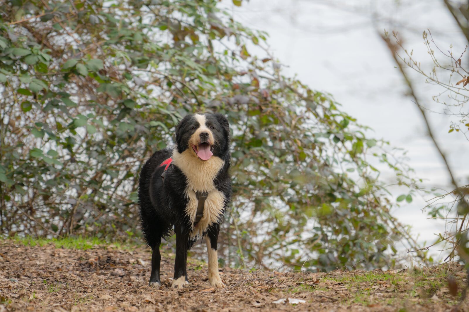 Sony a6300 + Sony FE 70-200mm F4 G OSS sample photo. Dog, wet, water photography