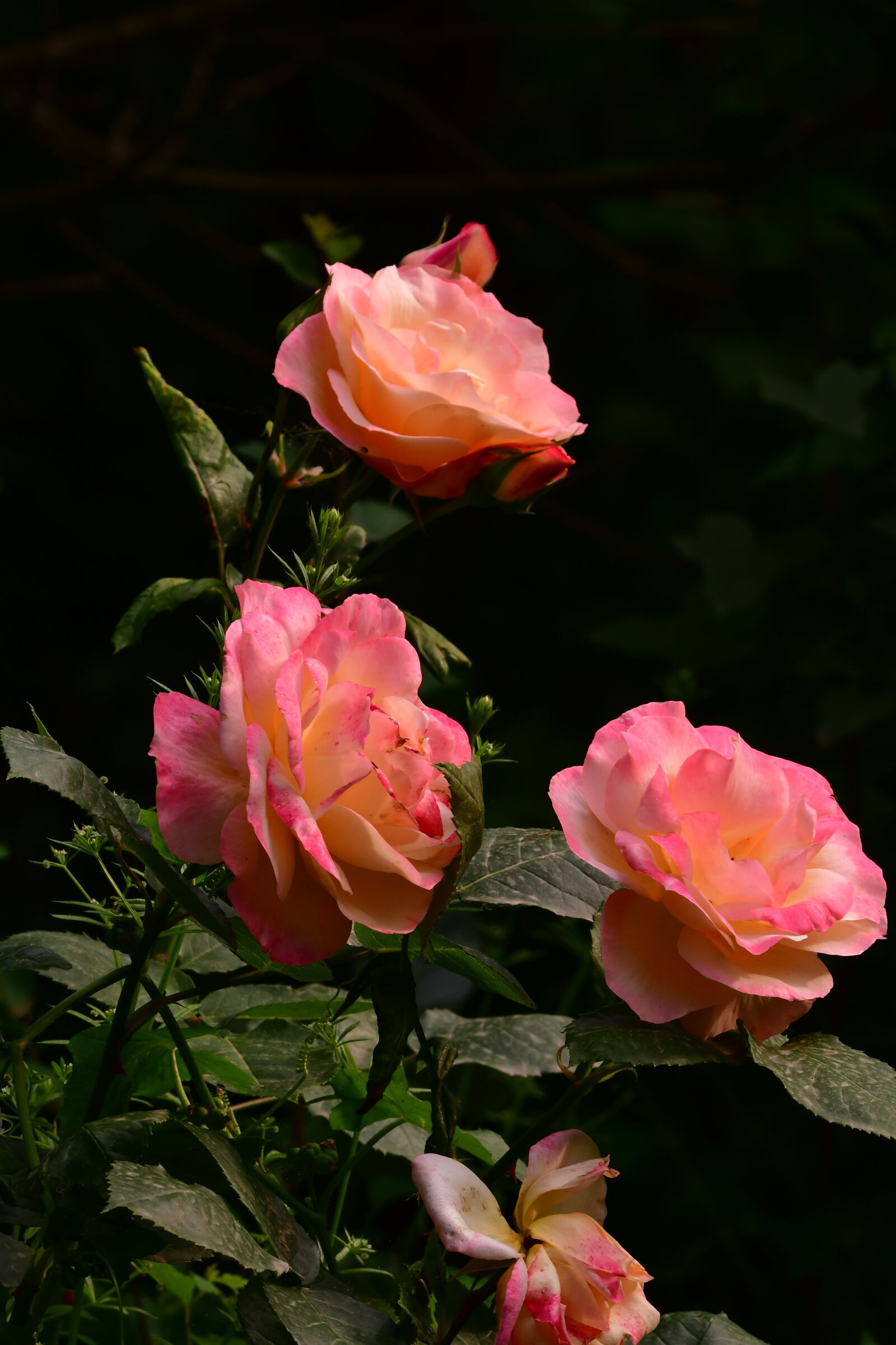 Nikon D7500 sample photo. Flowers, rose, bloom photography
