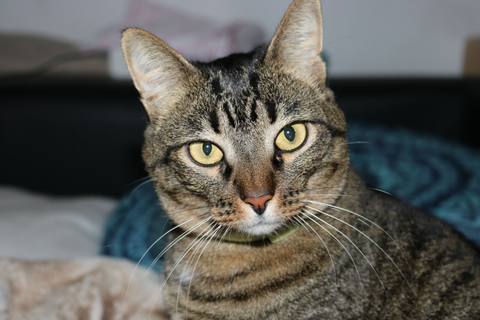 Canon EOS 750D (EOS Rebel T6i / EOS Kiss X8i) sample photo. Cat, pets, kitten photography