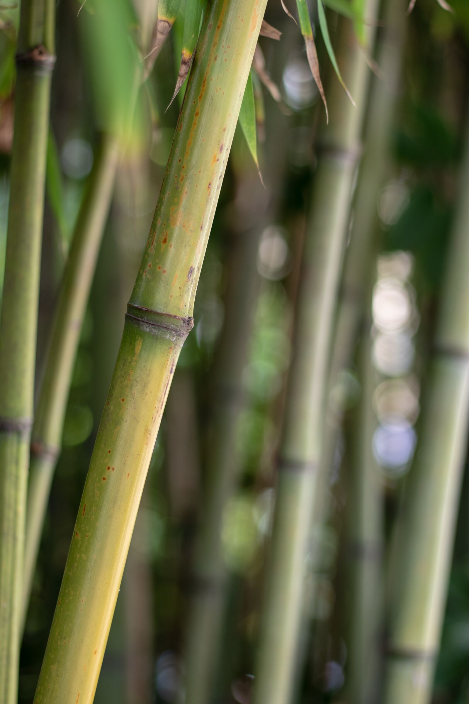 Canon EF 50mm F1.8 STM sample photo. Bamboo, plant, tree photography