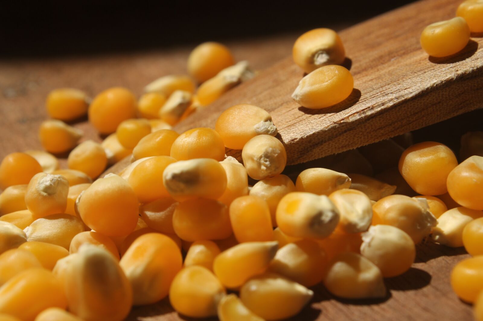 Canon EOS 1100D (EOS Rebel T3 / EOS Kiss X50) sample photo. Corn, popcorn, cook photography