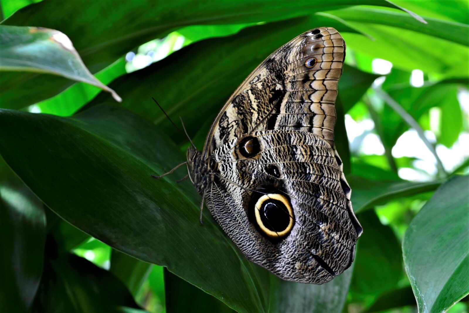 Nikon D3100 sample photo. Butterfly, flower, nature photography