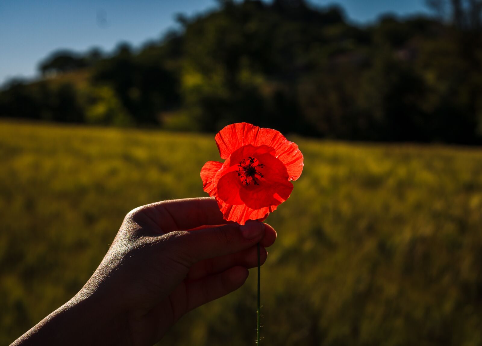 Canon EOS 2000D (EOS Rebel T7 / EOS Kiss X90 / EOS 1500D) sample photo. Poppy, flower, hand photography