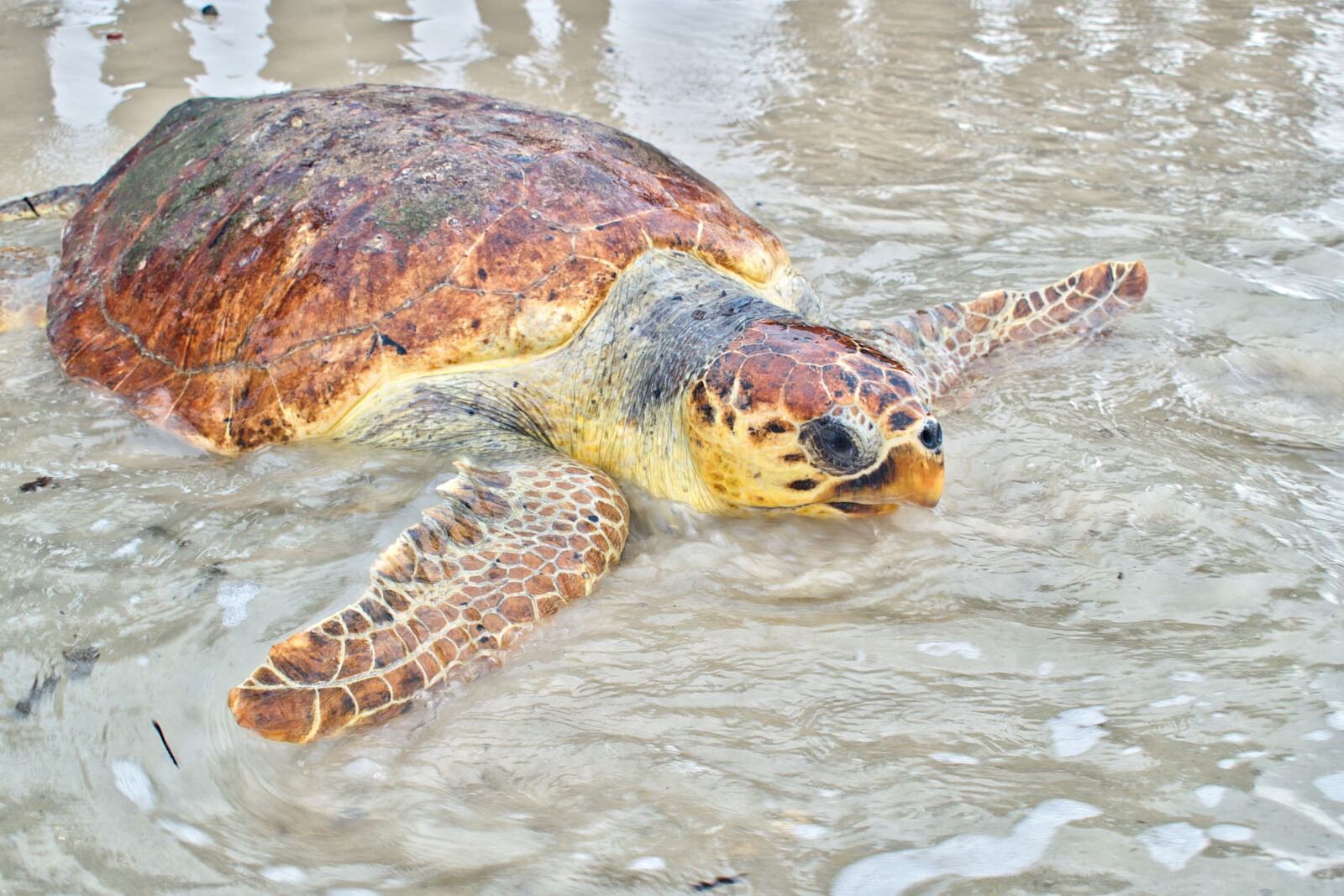 Nikon D5500 sample photo. Animal, animal, photography, beach photography