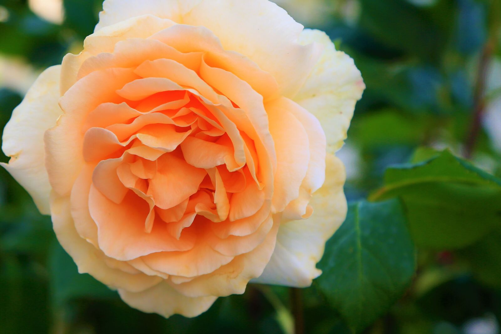 Canon EF 24-105mm F4L IS USM sample photo. Rose, spring, flower photography