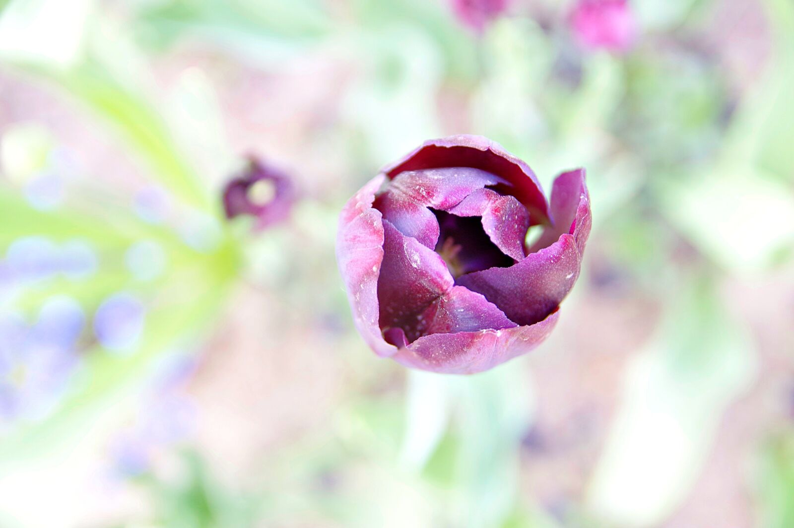 Pentax K-3 sample photo. Flower, tulip, garden photography