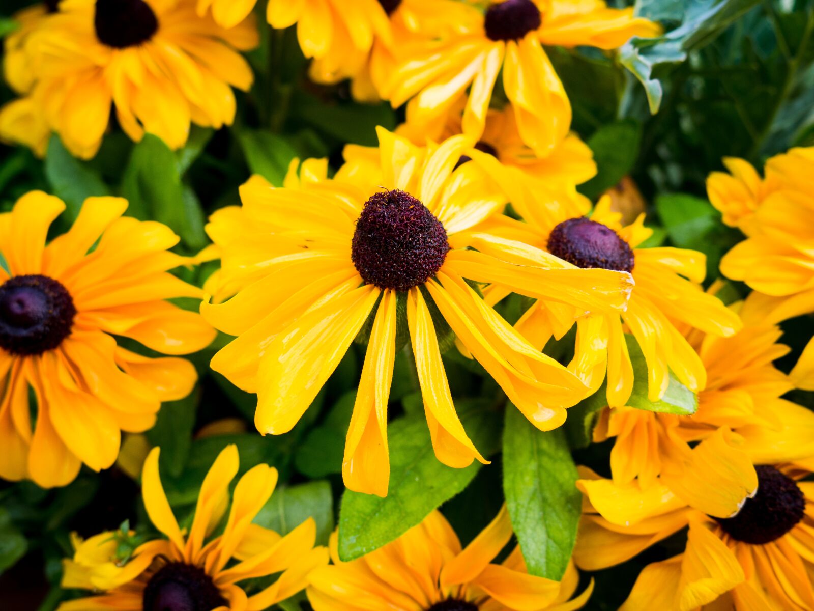 Olympus OM-D E-M10 sample photo. Yellow, flowers, garden photography