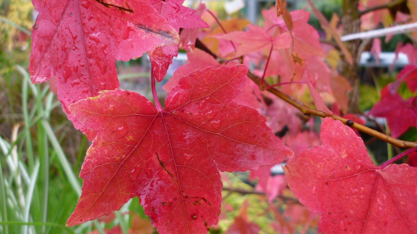 Panasonic Lumix DMC-FS6 sample photo. Ornamental maple, autumn leaves photography