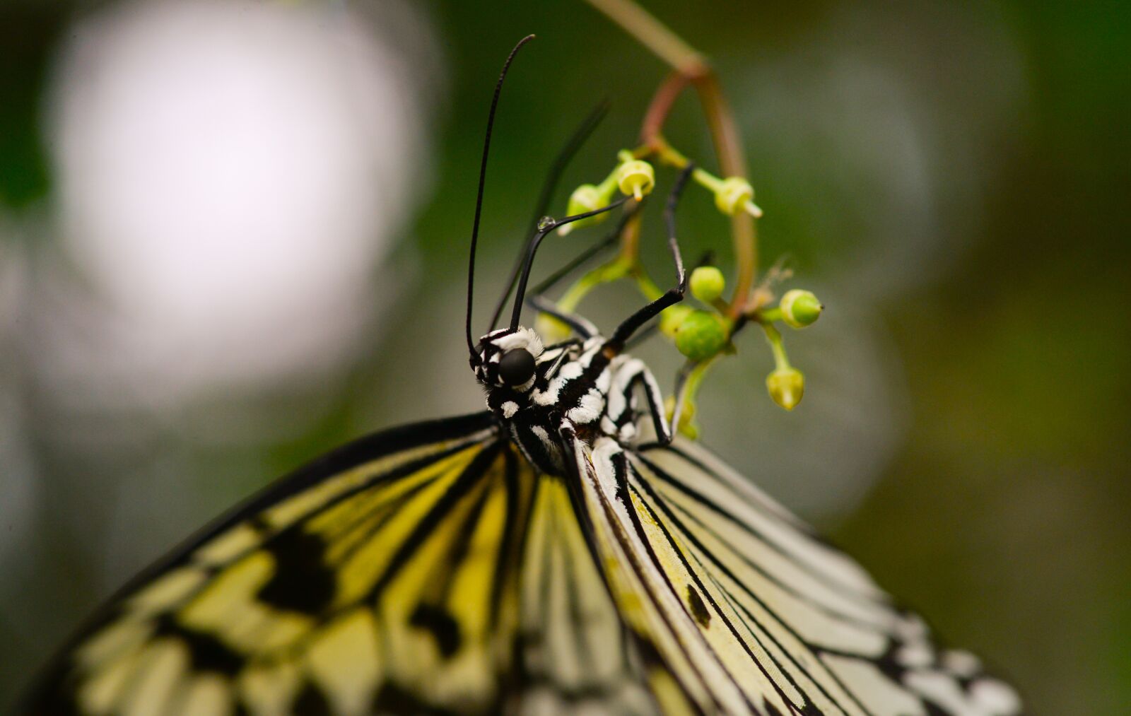 Nikon D610 sample photo. Butterfly, upside down, hanging photography