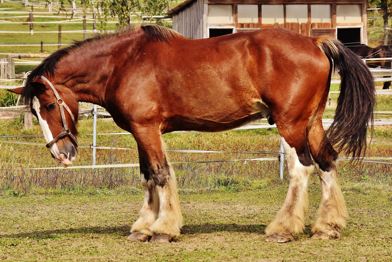 Nikon D7200 sample photo. Shire horse, horse, big photography