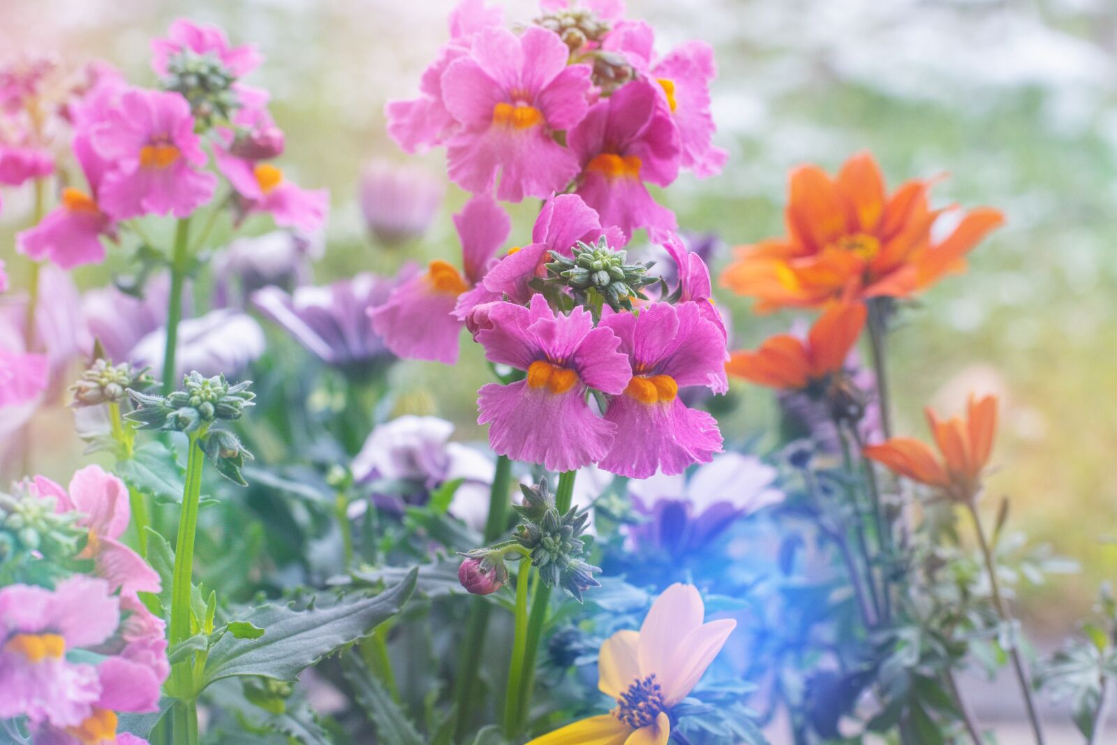 Nikon D7100 sample photo. Flowers, colorful, spring photography