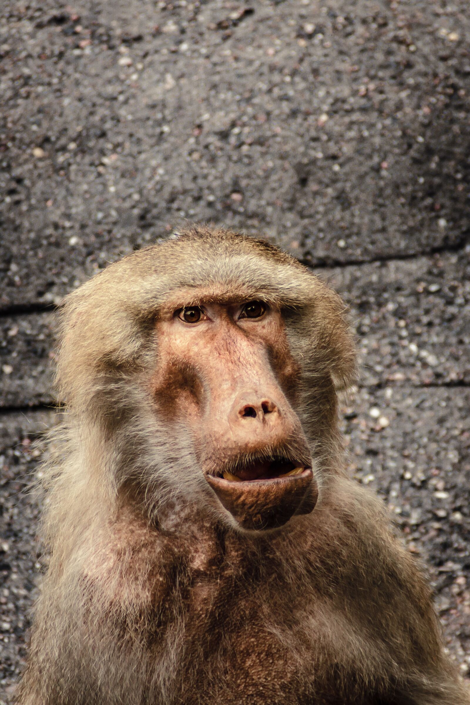 Canon EOS 7D sample photo. Baboon, papio, hamadryas photography