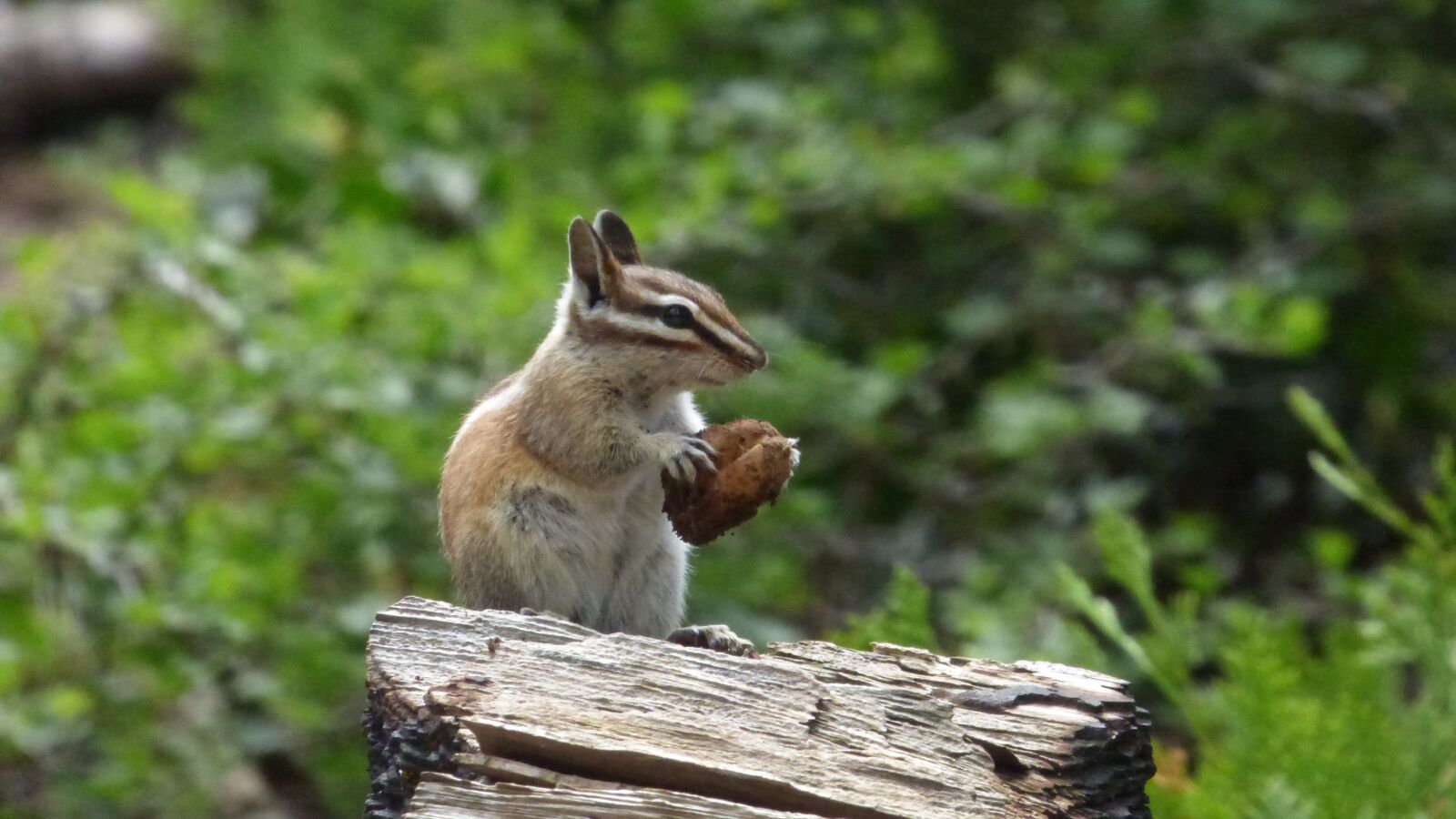 Panasonic DMC-FZ72 sample photo. Chipmunk, forest, rodent photography
