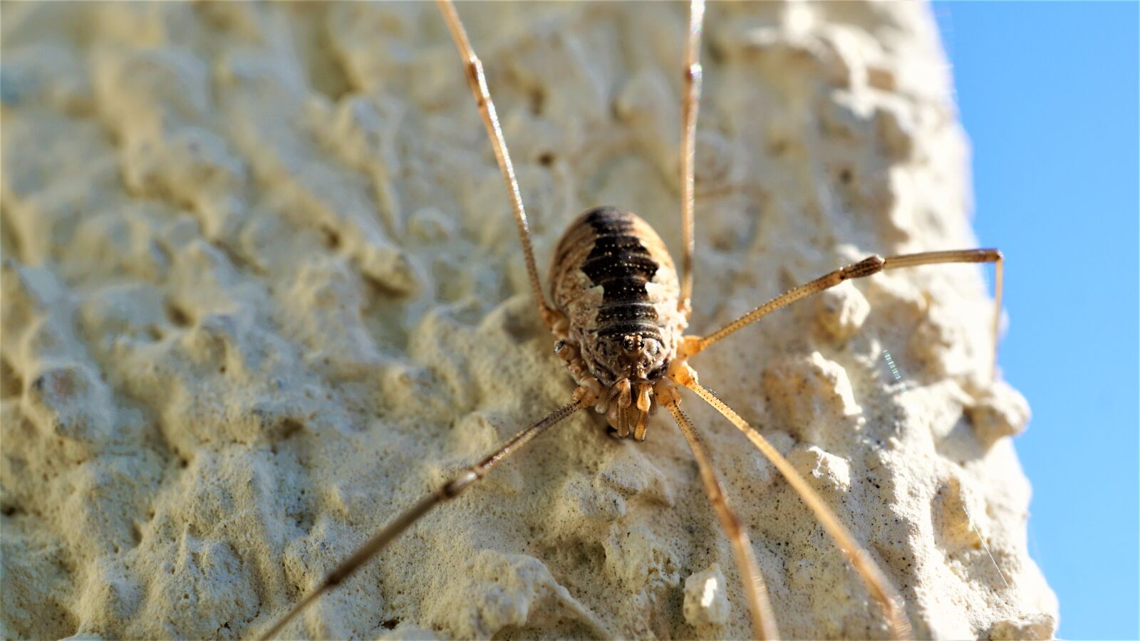 Sony E 30mm F3.5 Macro sample photo. Spider, acheta domestica, animal photography