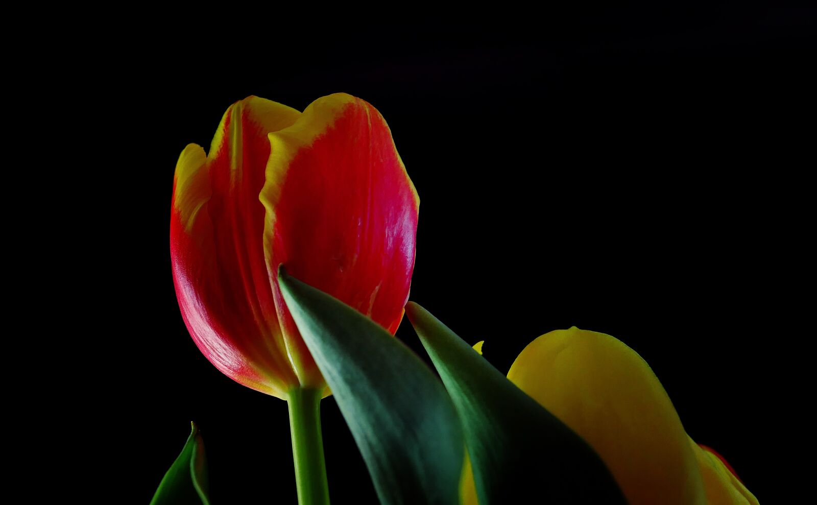 Panasonic Lumix DMC-LX10 (Lumix DMC-LX15) sample photo. Tulips, spring, flowers photography