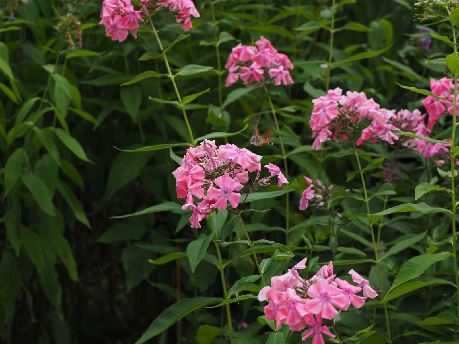 Olympus OM-D E-M1 + Olympus M.Zuiko Digital ED 12-40mm F2.8 Pro sample photo. Hummingbird hawk moth, macroglossum photography