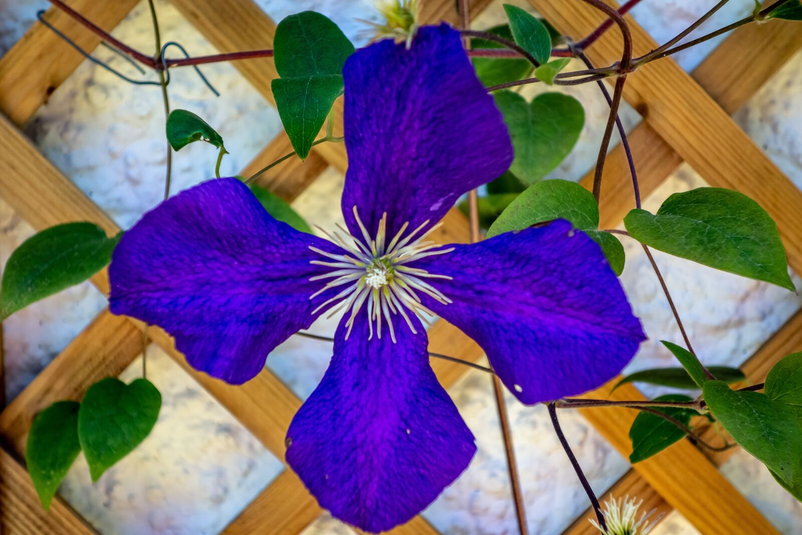 Sony Cyber-shot DSC-RX100 sample photo. Flower, blue, petal photography