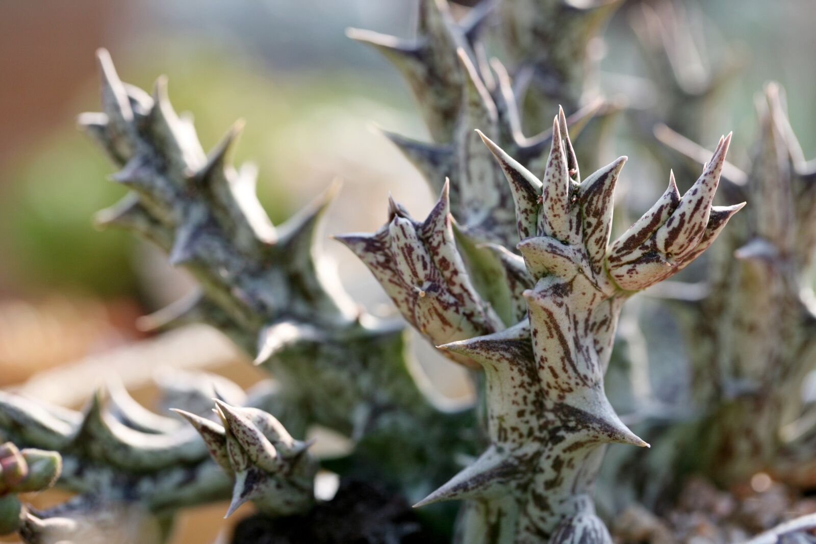 Canon EOS 5D sample photo. A fleshy plant, fleshy photography