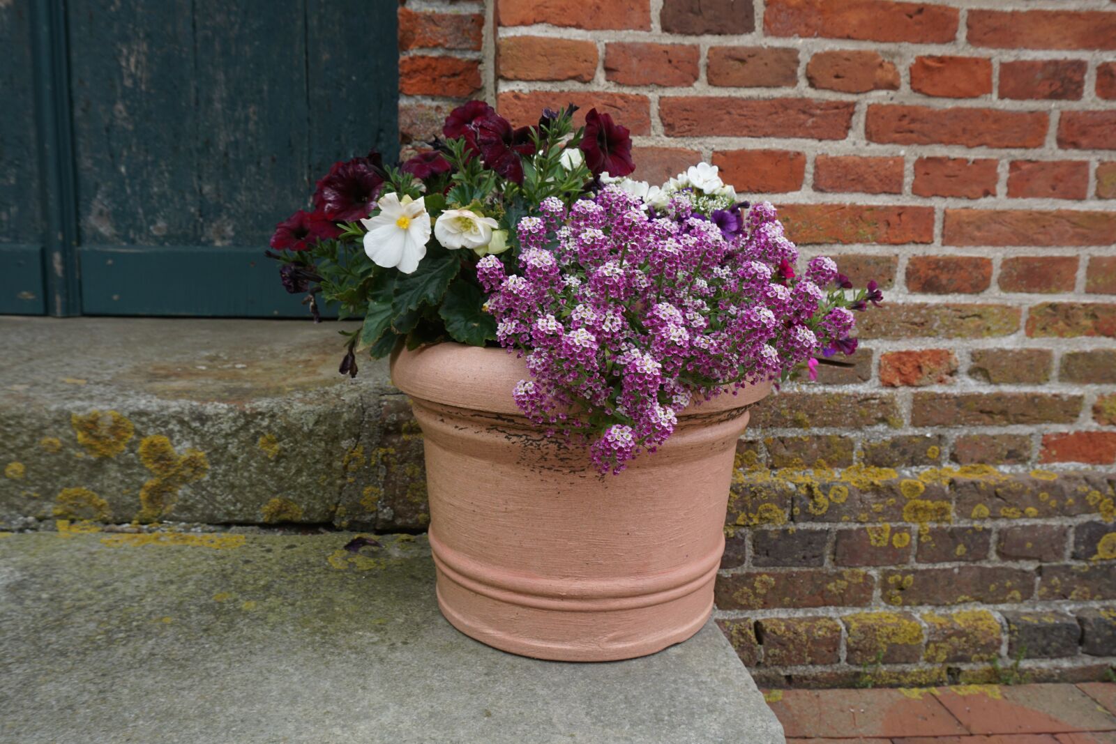 Sony a6000 sample photo. Flowers, pot, plant photography