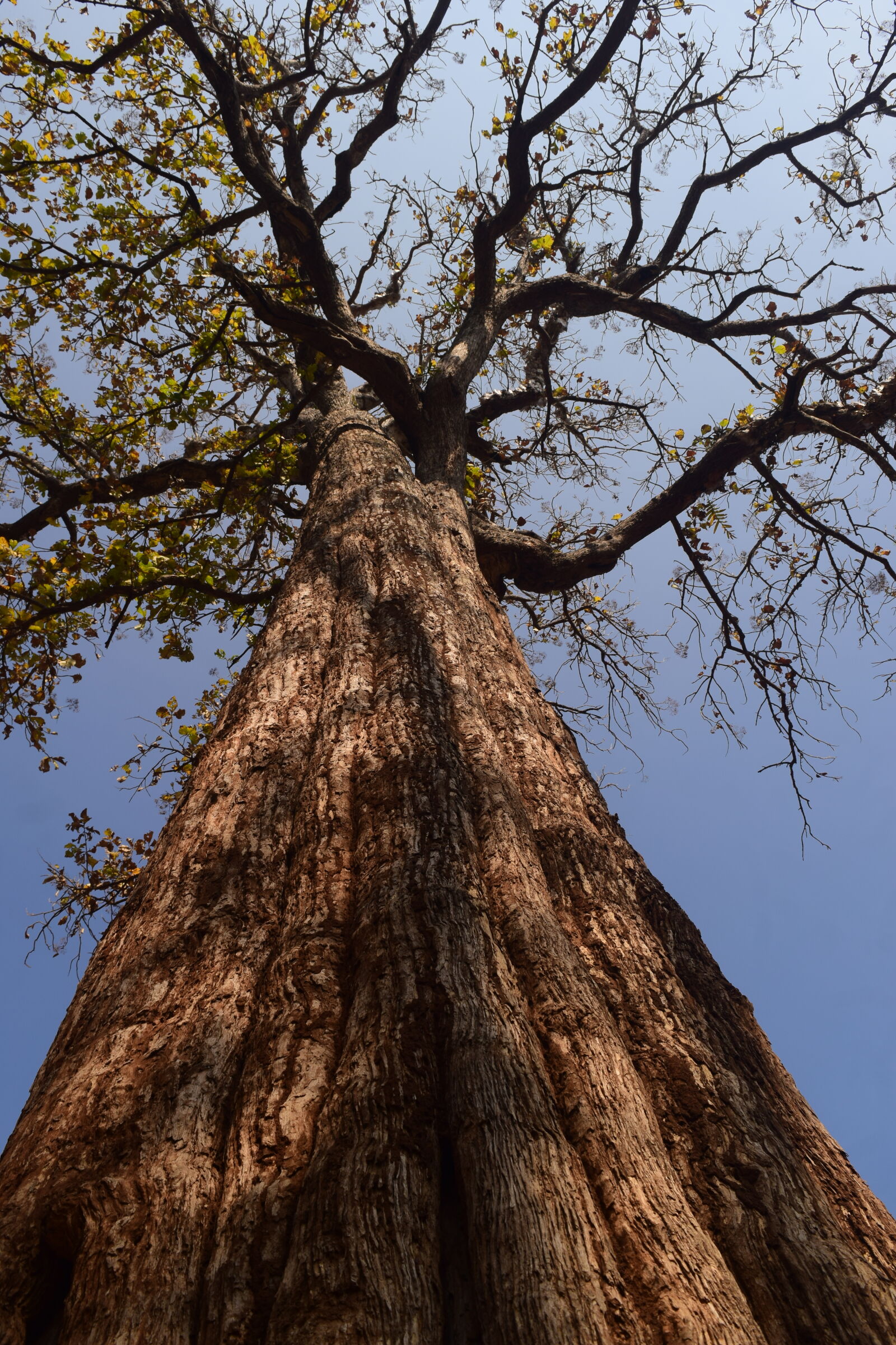 Nikon D3300 sample photo. Hugetree, oldtree, tree photography