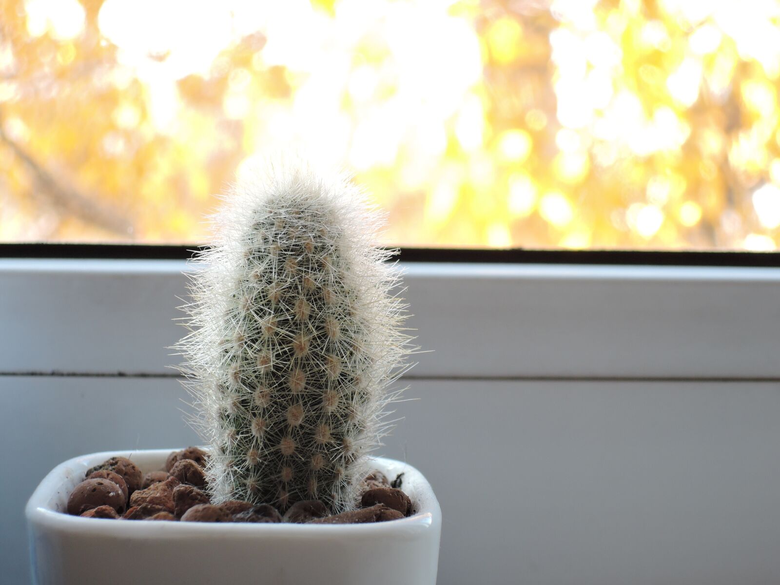 Nikon Coolpix P340 sample photo. Cactus, plant, green photography