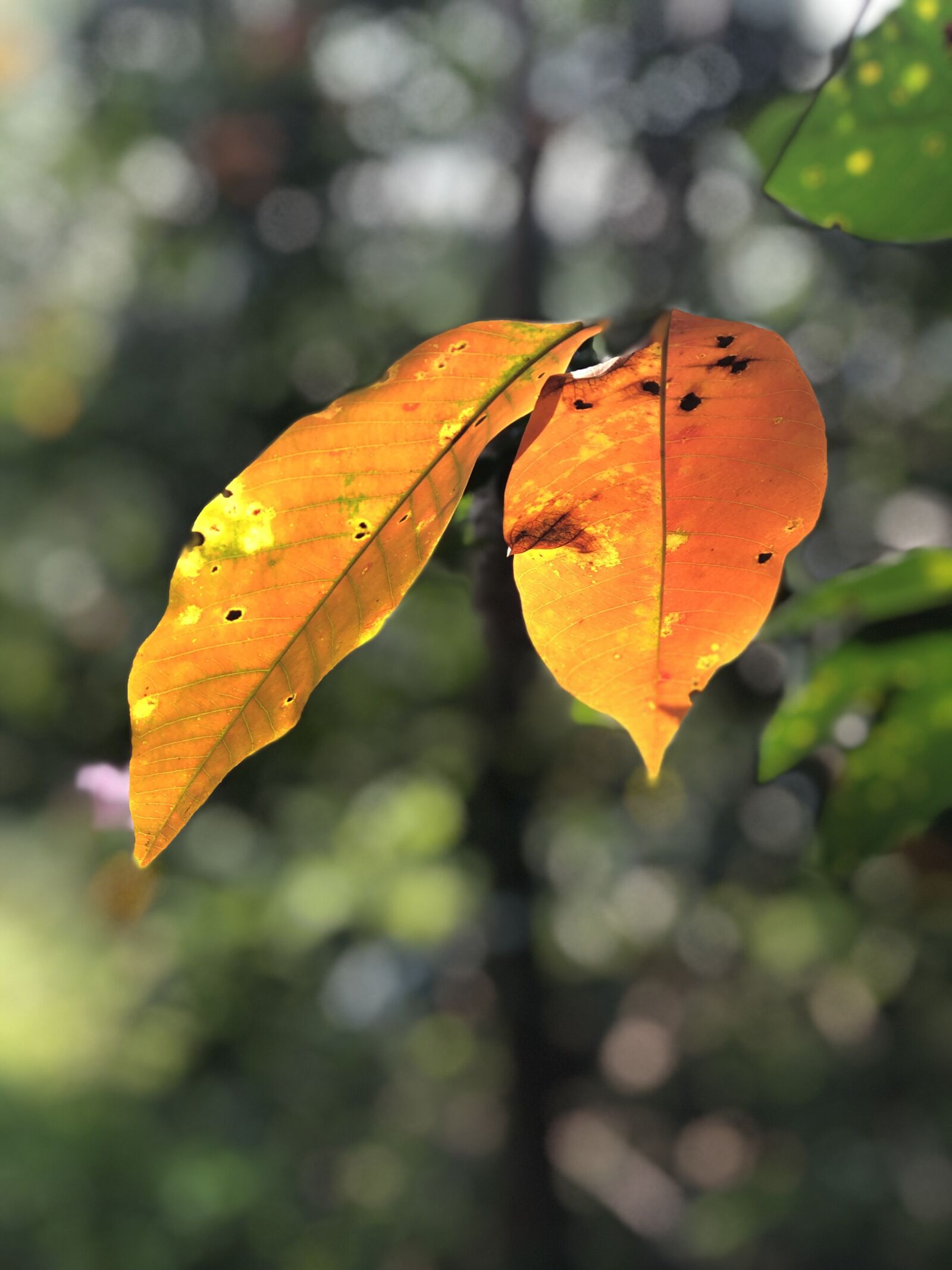 iPhone 8 Plus back dual camera 6.6mm f/2.8 sample photo. Plants, leave, natural photography