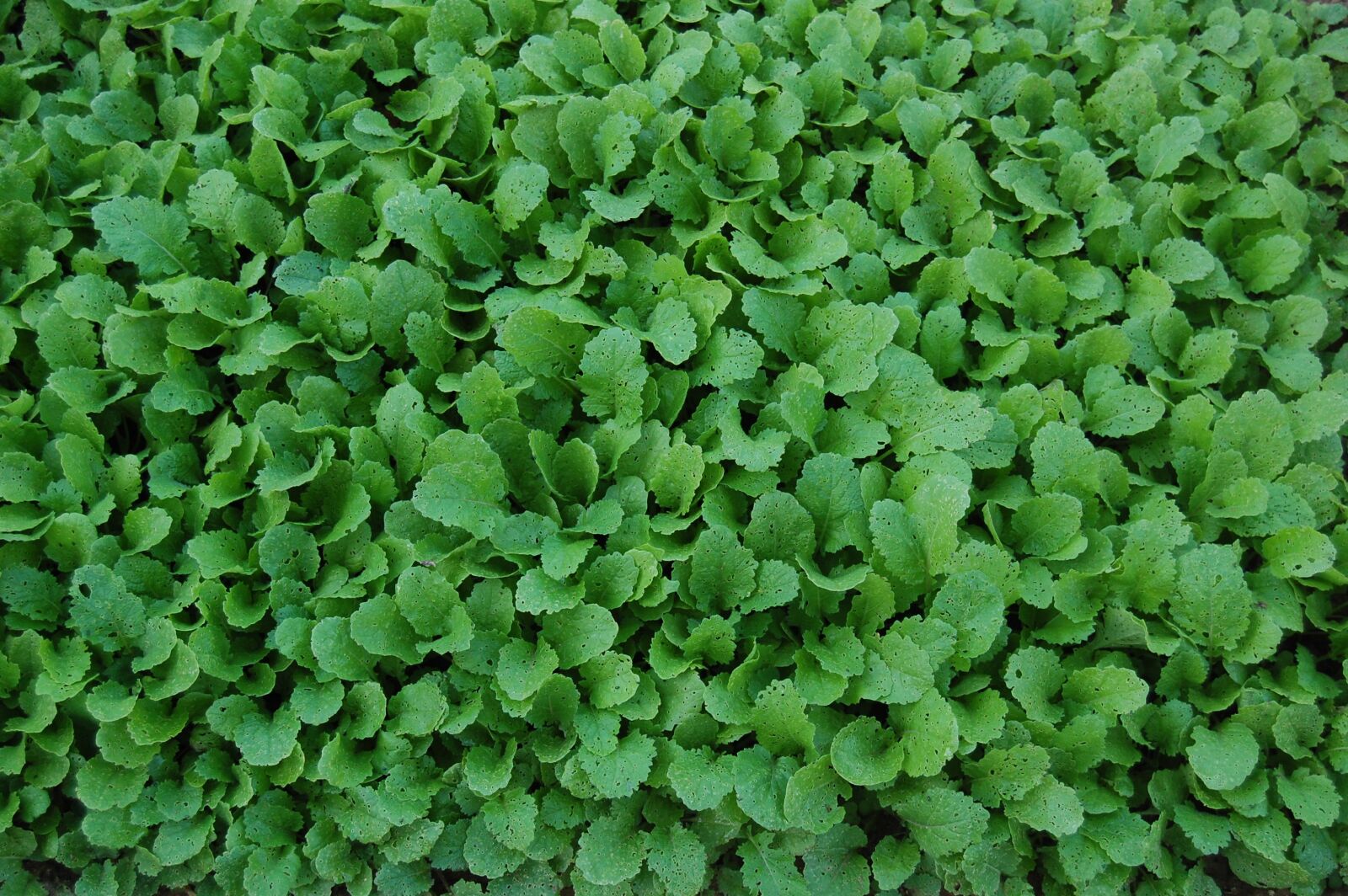 Nikon D40 sample photo. Turnip greens, vegetables, food photography