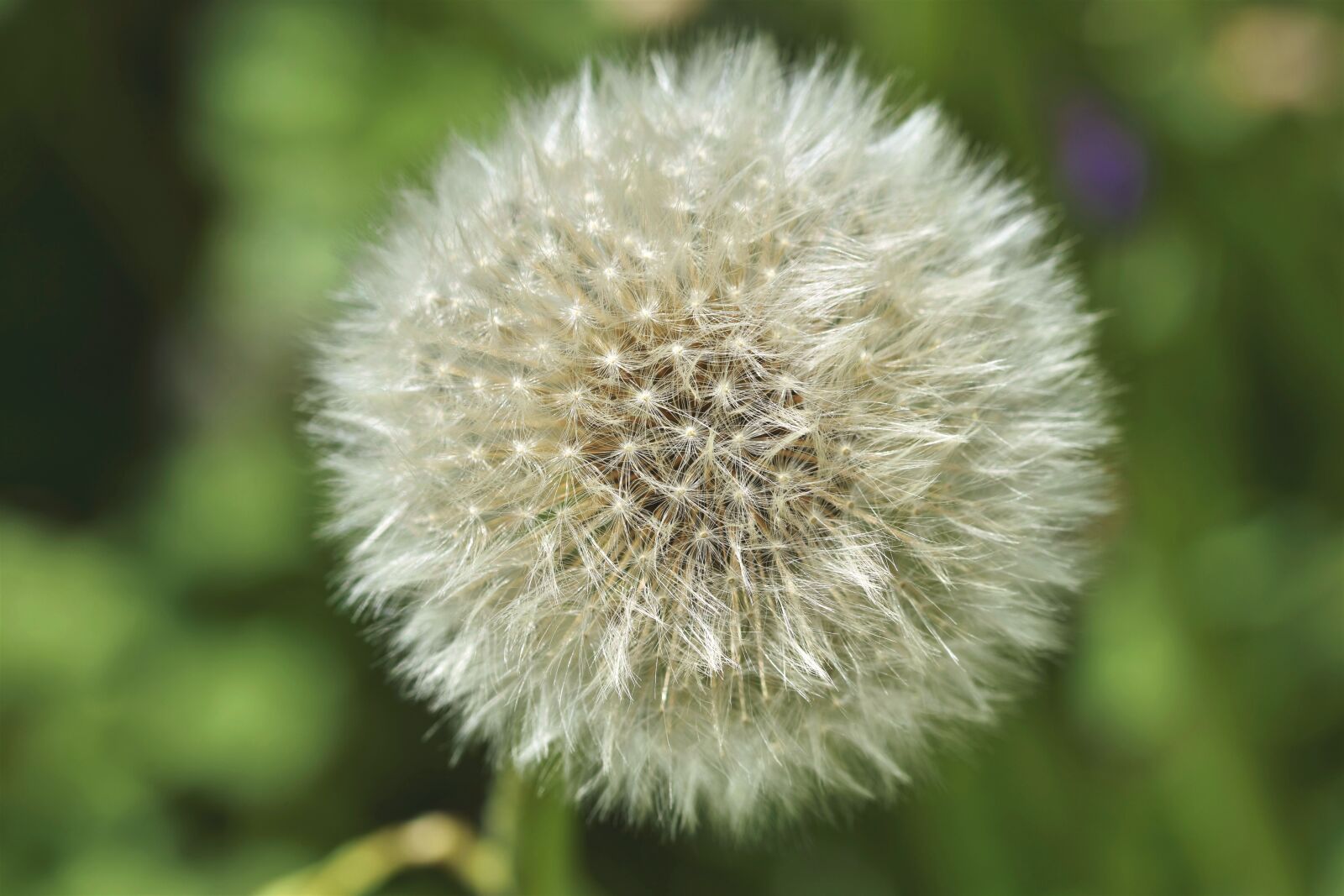 Nikon D7200 sample photo. Dandelion, seeds, plant photography