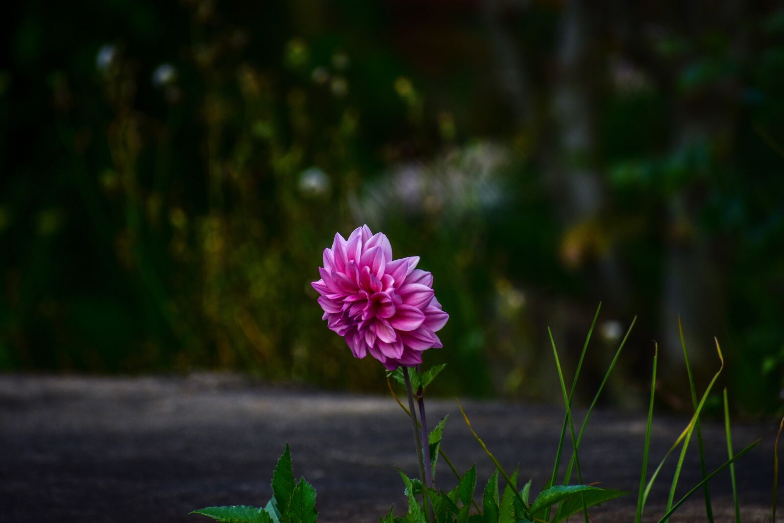 Nikon D3400 sample photo. Flower, beautiful flower, nature photography
