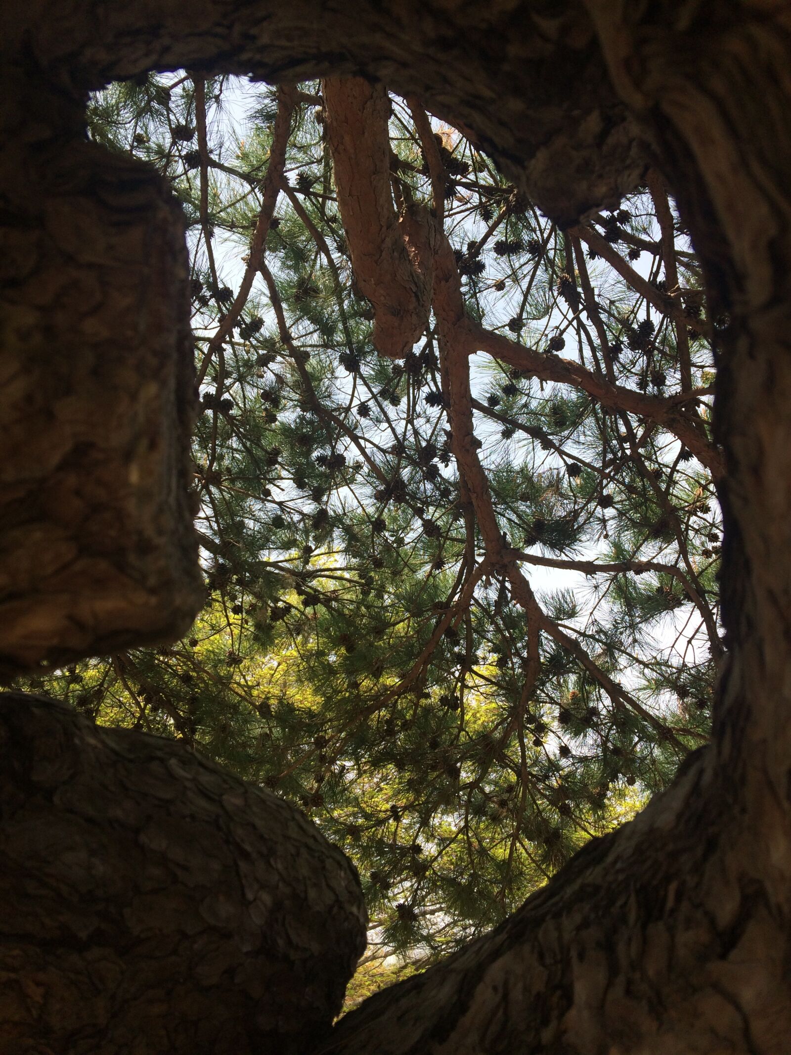 iPhone 5s back camera 4.15mm f/2.2 sample photo. Wood, nature, park photography