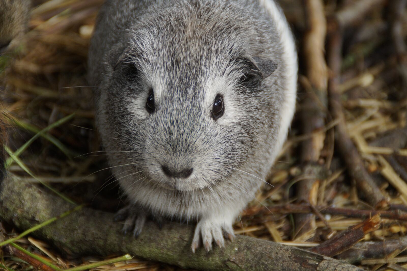Sony SLT-A58 sample photo. Guinea pig, cute, rodent photography
