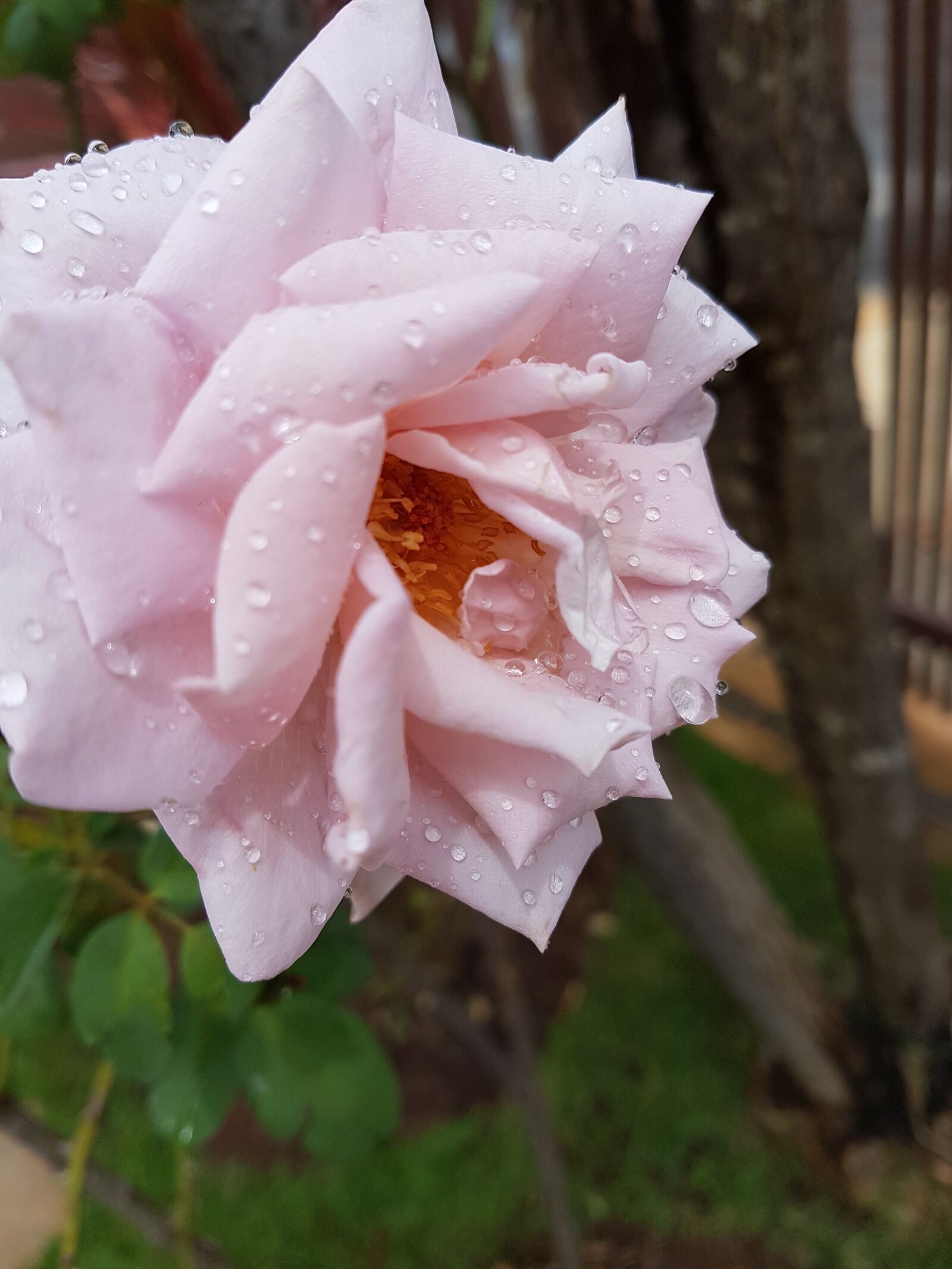 Samsung Galaxy S7 Edge sample photo. Rosa, flower, nature photography