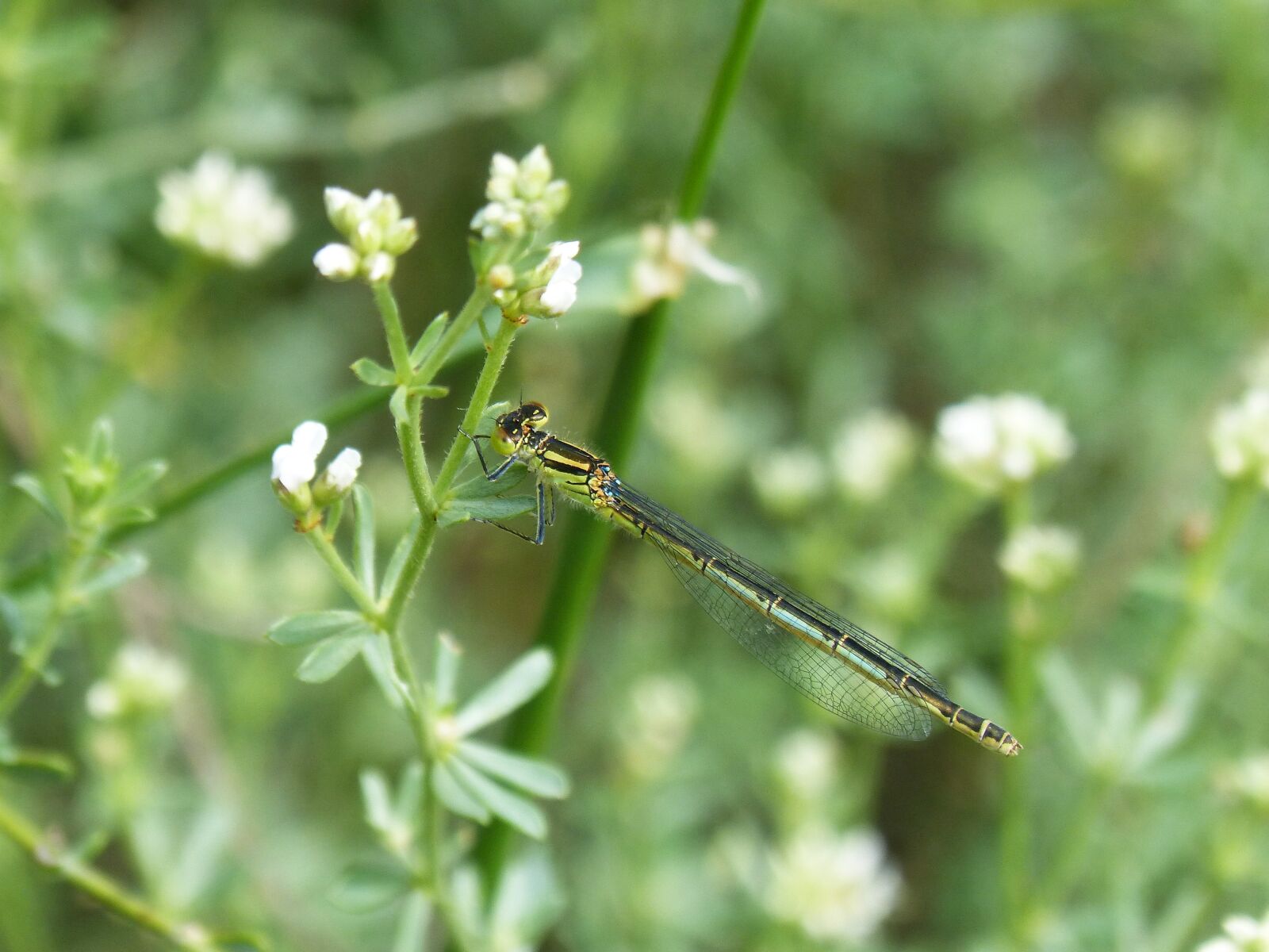 Panasonic DMC-FZ62 sample photo. Dragonfly, damselfly, ischnura pumilio photography