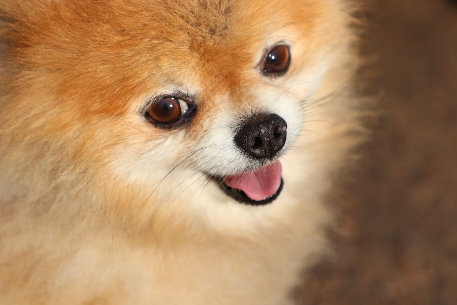 Canon EOS 77D (EOS 9000D / EOS 770D) sample photo. Dog, breed, cute photography