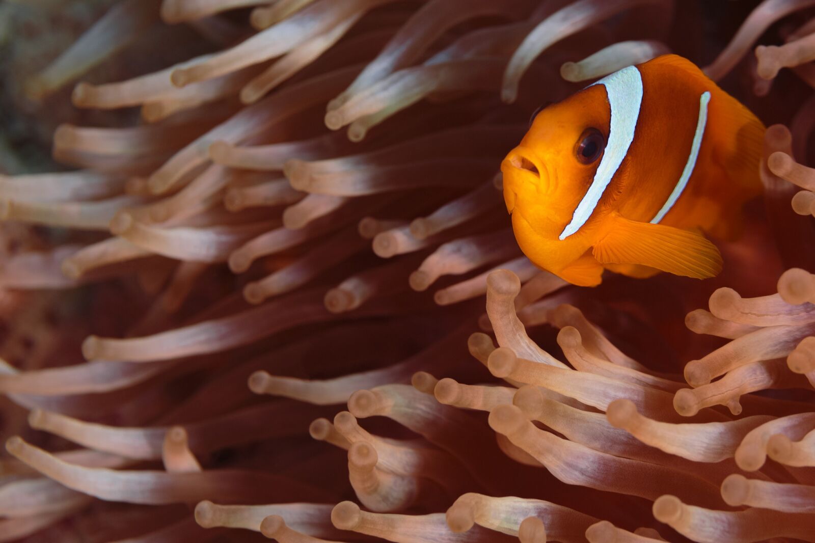 Canon EF 100mm F2.8L Macro IS USM sample photo. Clown fish, nemo, underwater photography