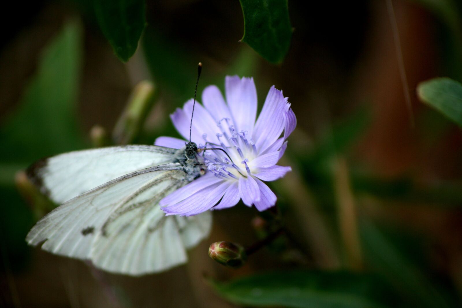 Canon EOS 400D (EOS Digital Rebel XTi / EOS Kiss Digital X) sample photo. Macro, butterfly, knapweed photography