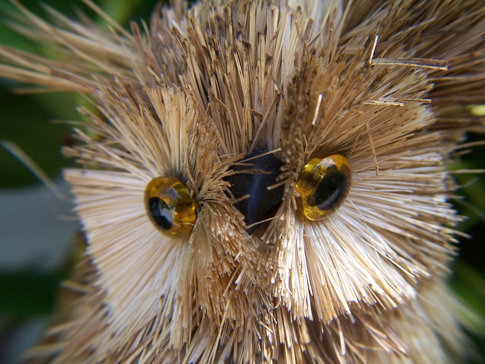Kodak DX7440 ZOOM DIGITAL CAMERA sample photo. Owls, animals, curiosity photography