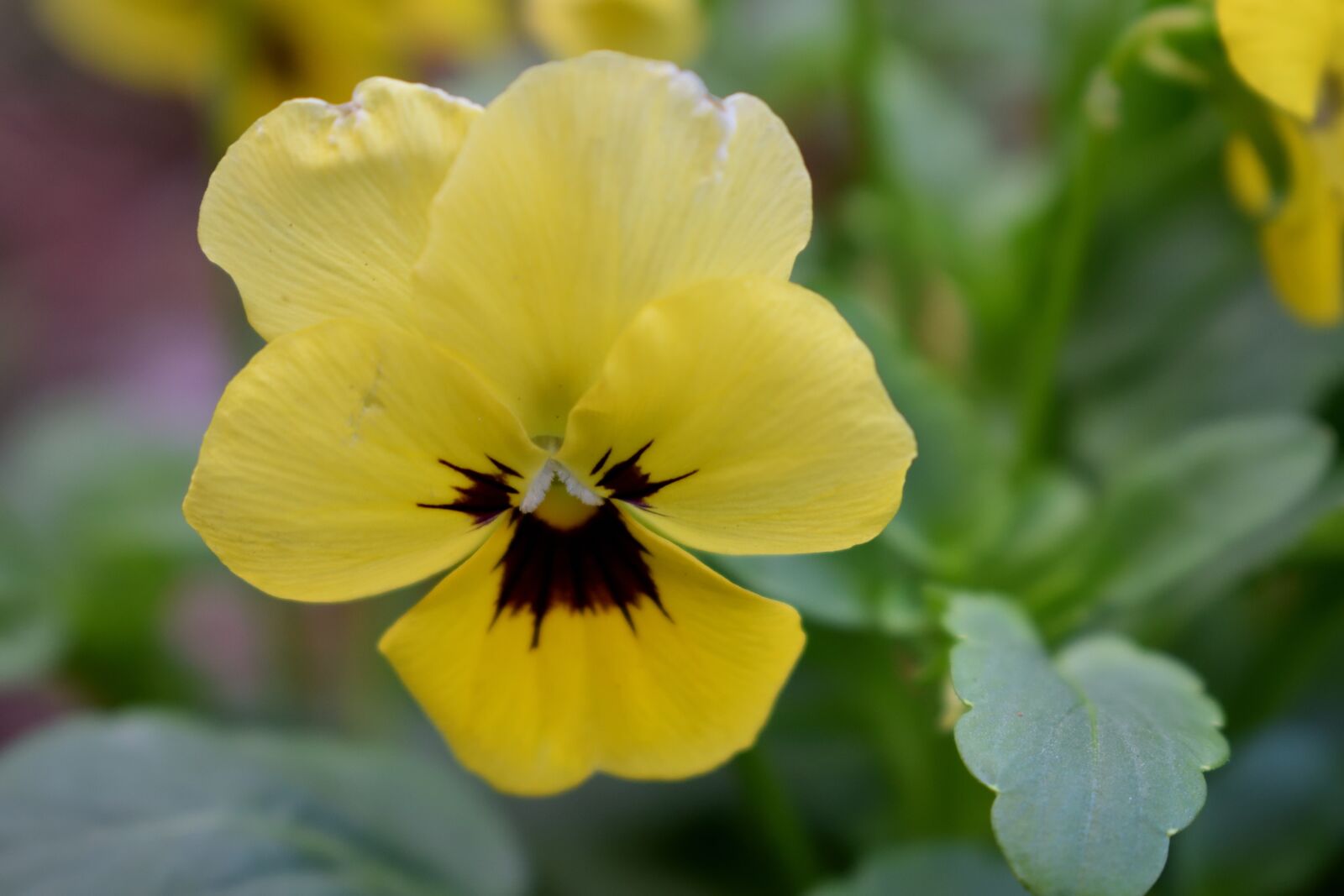 Nikon D5300 sample photo. Flowers, nature, garden photography